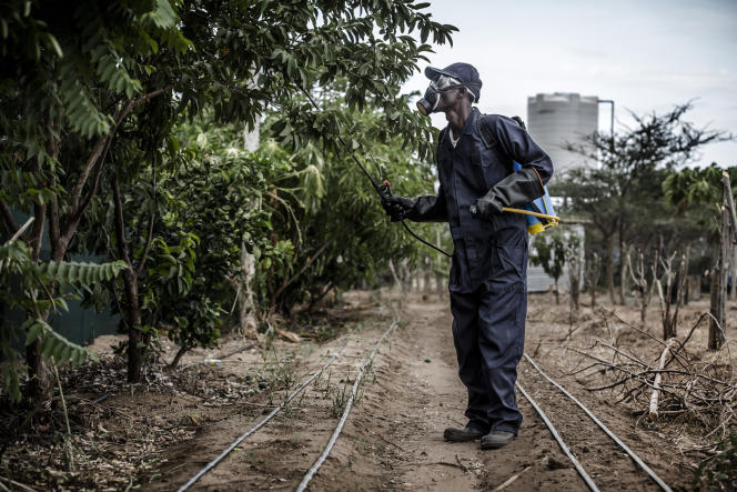 Un travailleur pulvérise des pesticides dans une zone infestée d’insectes dans le comté de Turkana (Kenya), le 12 novembre 2020.